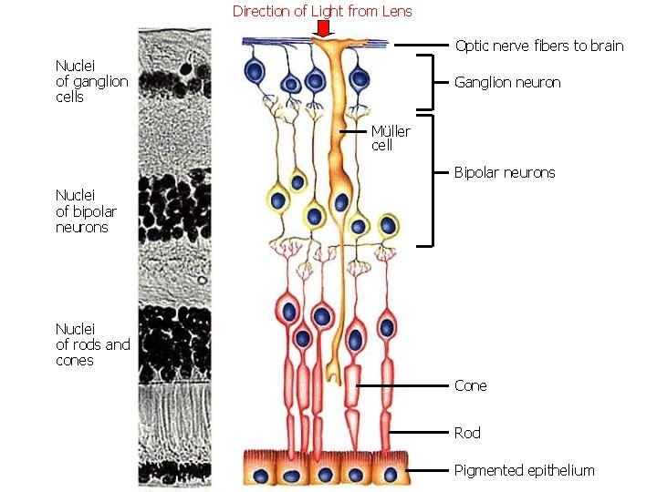 Direction of Light from Lens Optic nerve fibers to brain Nuclei of ganglion cells