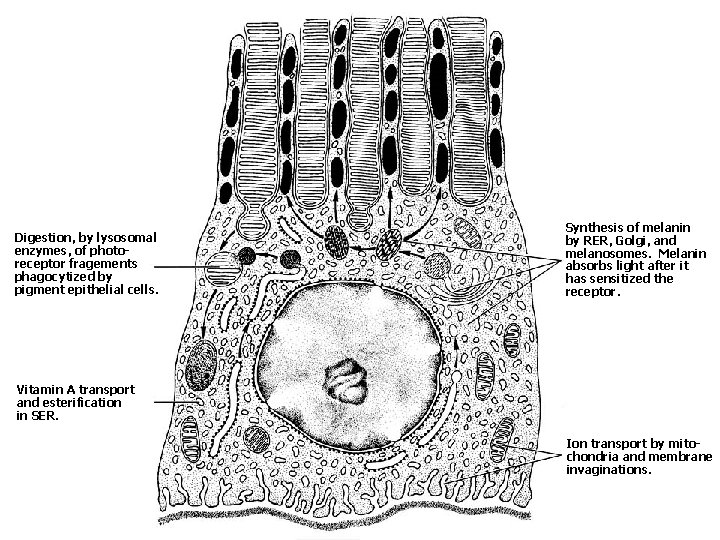 Digestion, by lysosomal enzymes, of photoreceptor fragements phagocytized by pigment epithelial cells. Synthesis of