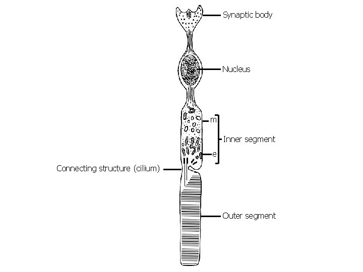 Synaptic body Nucleus m Inner segment e Connecting structure (cilium) Outer segment 