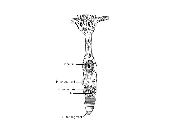 Cone cell Inner segment Mitochondria Cilium Outer segment 