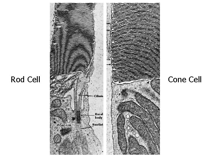 Rod Cell Cone Cell Cilium Basal body Rootlet 