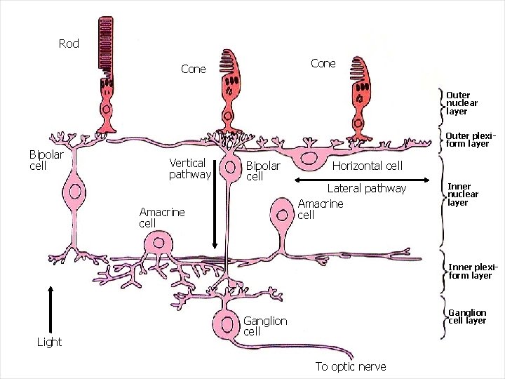 Rod Cone Outer nuclear layer Bipolar cell Outer plexiform layer Vertical pathway Bipolar cell