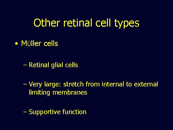 Other retinal cell types • MÜller cells – Retinal glial cells – Very large: