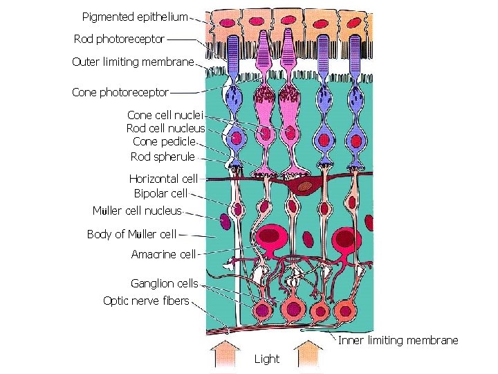 Pigmented epithelium Rod photoreceptor Outer limiting membrane Cone photoreceptor Cone cell nuclei Rod cell
