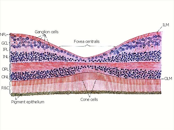 ILM NFL Ganglion cells Fovea centralis GCL IPL INL OPL ONL OLM R&C Pigment