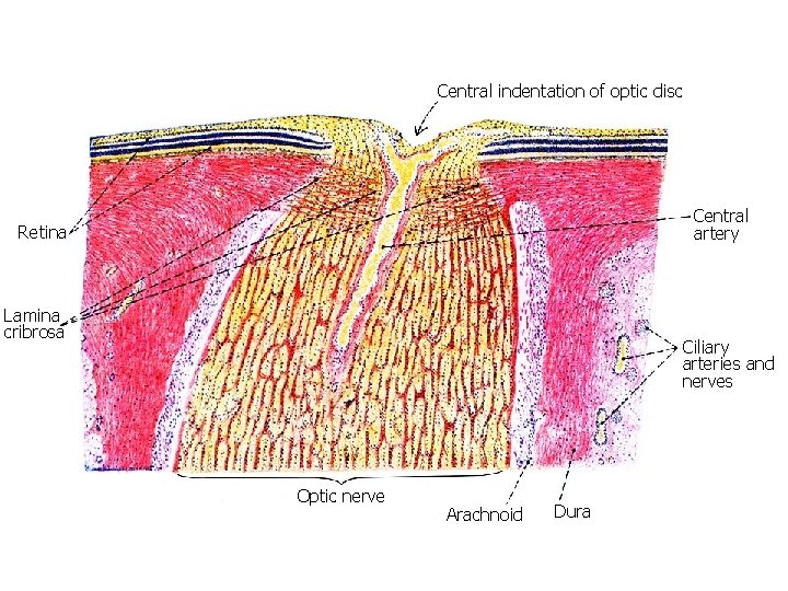 Central indentation of optic disc Central artery Retina Lamina cribrosa Ciliary arteries and nerves