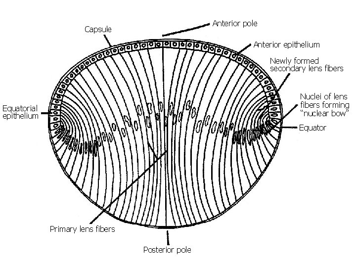 Anterior pole Capsule Anterior epithelium Newly formed secondary lens fibers Nuclei of lens fibers