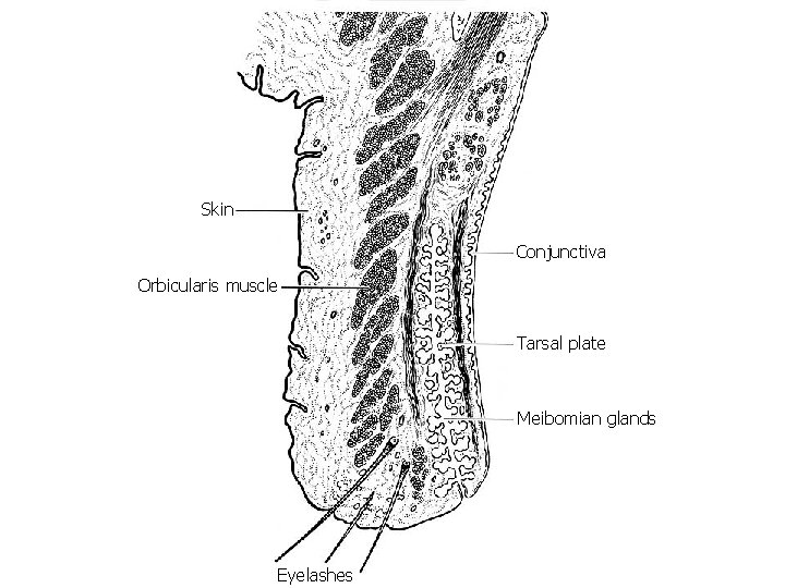 Skin Conjunctiva Orbicularis muscle Tarsal plate Meibomian glands Eyelashes 