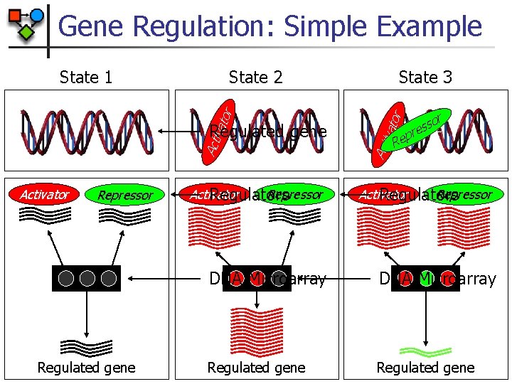 Gene Regulation: Simple Example Regulated gene Activator Repressor Regulators State 3 r r so