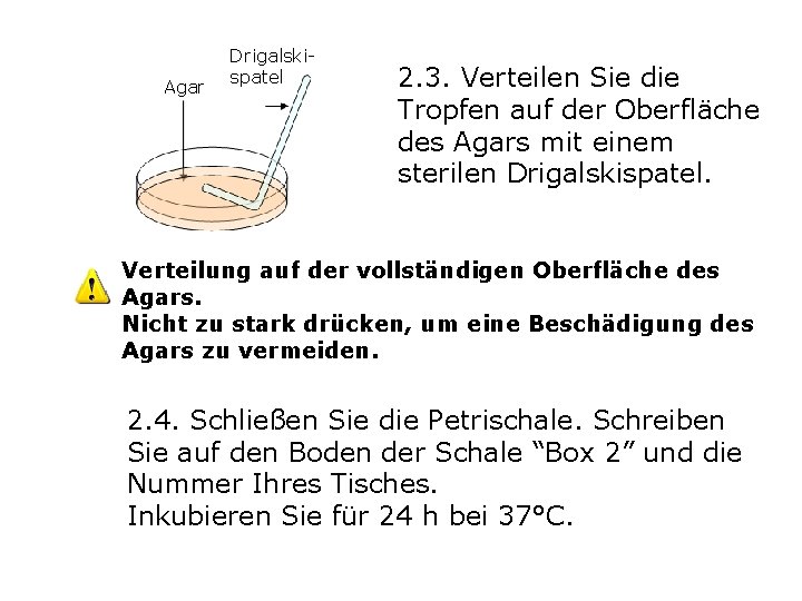 Agar Drigalskispatel 2. 3. Verteilen Sie die Tropfen auf der Oberfläche des Agars mit Agar Drigalskispatel 2. 3. Verteilen Sie die Tropfen auf der Oberfläche des Agars mit
