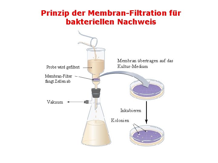 Prinzip der Membran-Filtration für bakteriellen Nachweis Probe wird gefiltert Membran übertragen auf das Kultur-Medium Prinzip der Membran-Filtration für bakteriellen Nachweis Probe wird gefiltert Membran übertragen auf das Kultur-Medium
