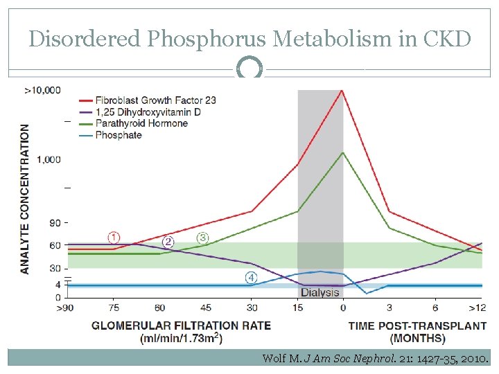 Disordered Phosphorus Metabolism in CKD Wolf M. J Am Soc Nephrol. 21: 1427 -35,