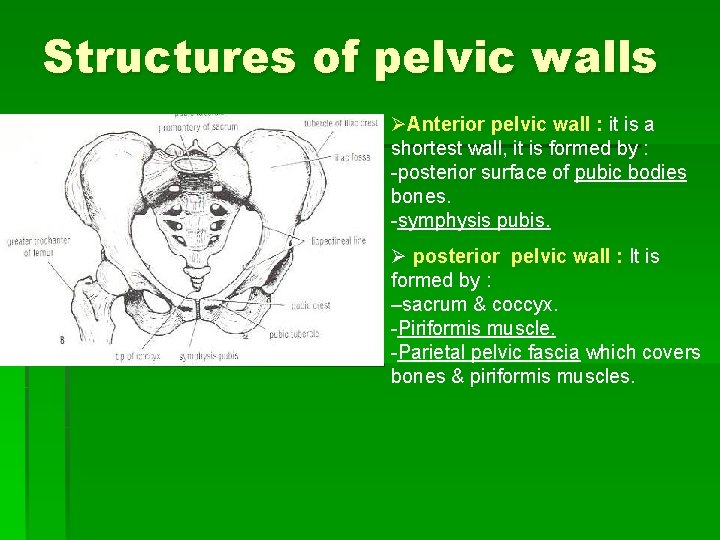 Structures of pelvic walls ØAnterior pelvic wall : it is a shortest wall, it