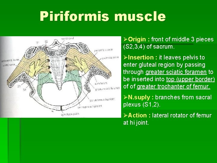 Piriformis muscle ØOrigin : front of middle 3 pieces (S 2, 3, 4) of