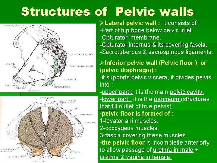 Structures of Pelvic walls ØLateral pelvic wall : it consists of : -Part of