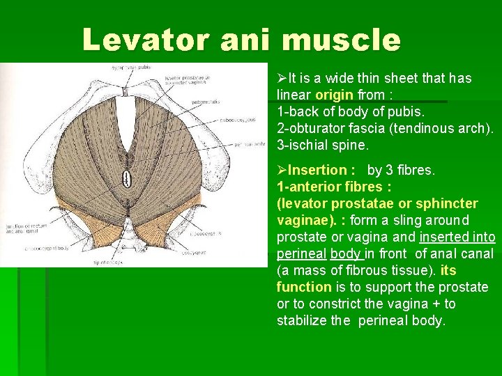 Levator ani muscle ØIt is a wide thin sheet that has linear origin from