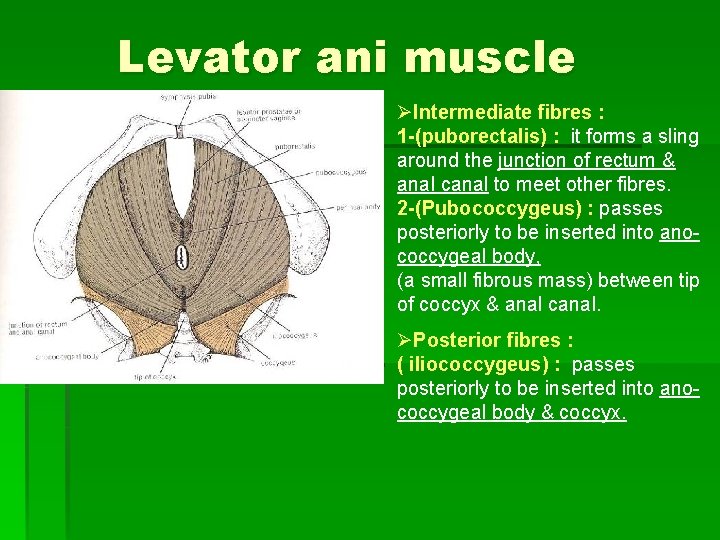 Levator ani muscle ØIntermediate fibres : 1 -(puborectalis) : it forms a sling around