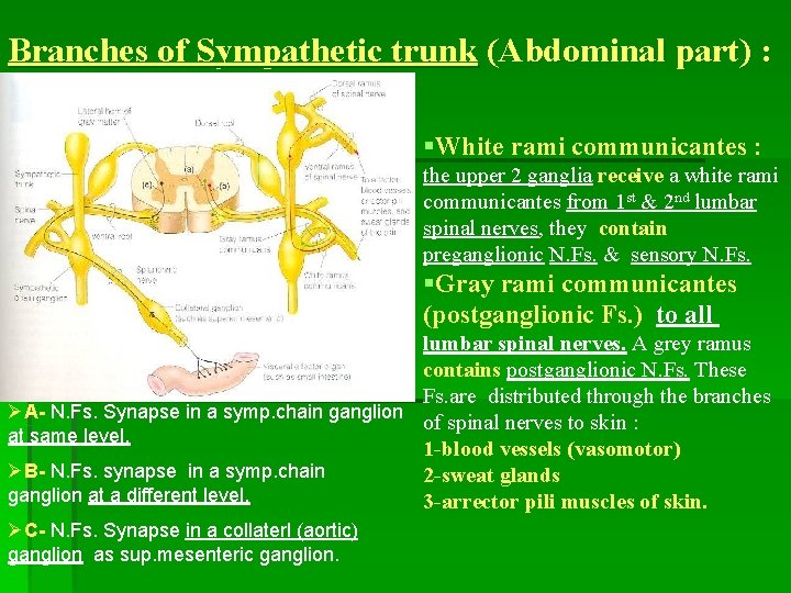 Branches of Sympathetic trunk (Abdominal part) : §White rami communicantes : the upper 2