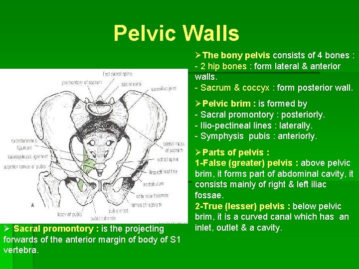 Pelvic Walls ØThe bony pelvis consists of 4 bones : - 2 hip bones