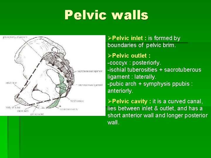 Pelvic walls ØPelvic inlet : is formed by boundaries of pelvic brim. ØPelvic outlet