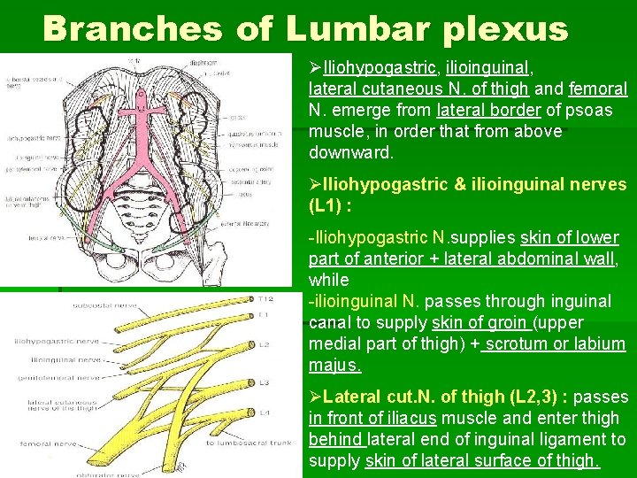 Branches of Lumbar plexus ØIliohypogastric, ilioinguinal, lateral cutaneous N. of thigh and femoral N.