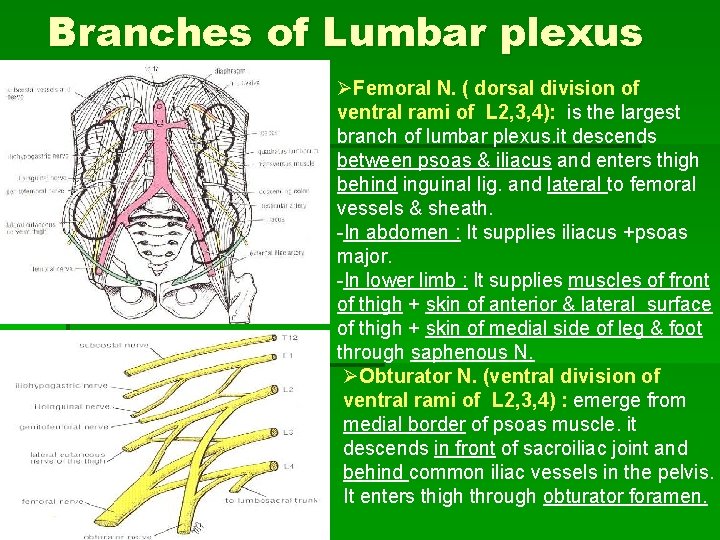 Branches of Lumbar plexus ØFemoral N. ( dorsal division of ventral rami of L