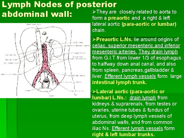 Lymph Nodes of posterior ØThey are closely related to aorta to abdominal wall: form