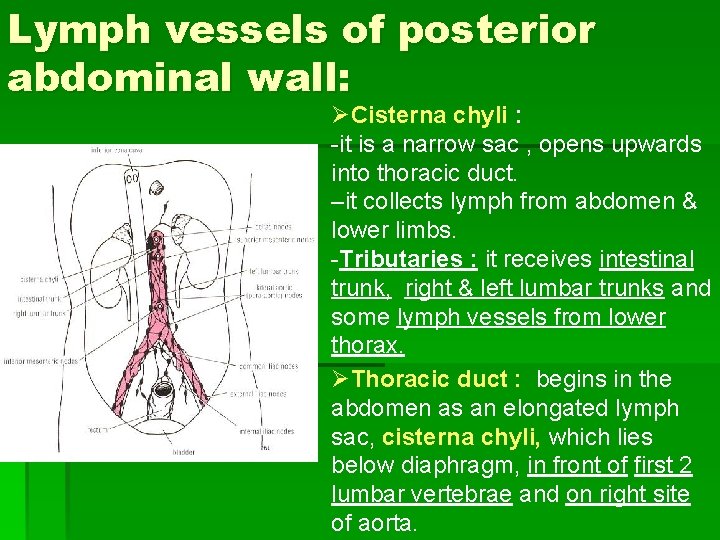 Lymph vessels of posterior abdominal wall: ØCisterna chyli : -it is a narrow sac