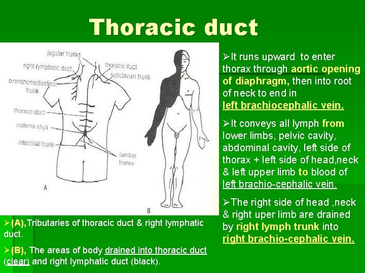 Thoracic duct ØIt runs upward to enter thorax through aortic opening of diaphragm, then