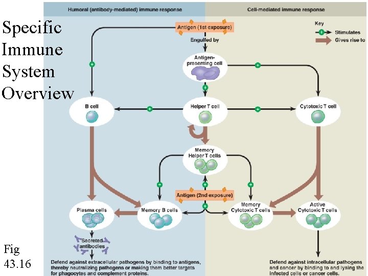 Specific Immune System Overview Fig 43. 16 