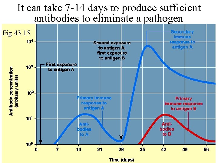 It can take 7 -14 days to produce sufficient antibodies to eliminate a pathogen