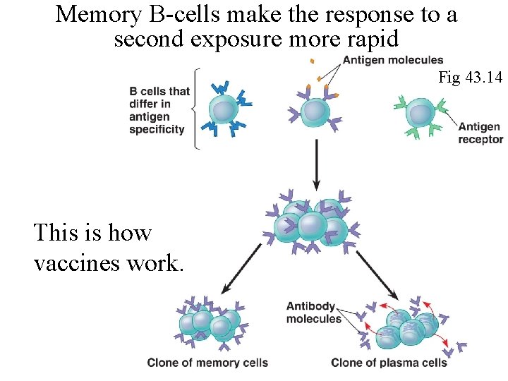 Memory B-cells make the response to a second exposure more rapid Fig 43. 14