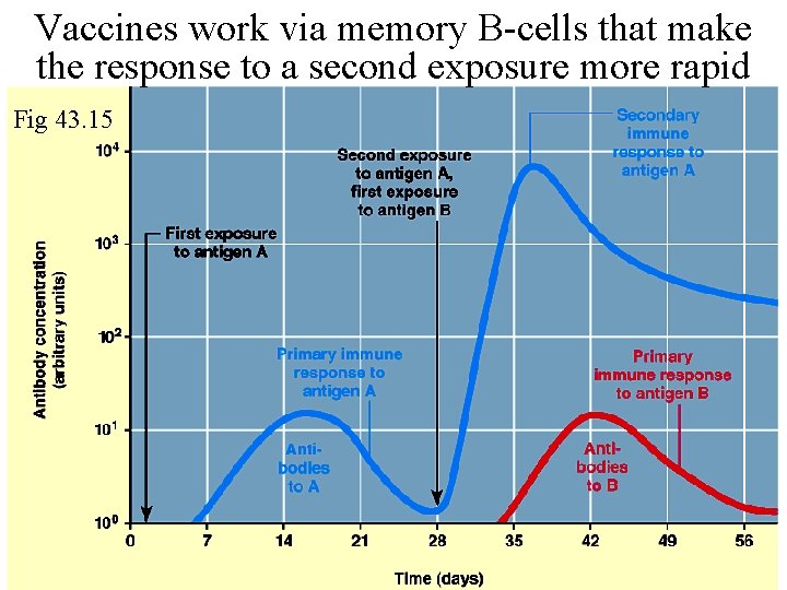 Vaccines work via memory B-cells that make the response to a second exposure more