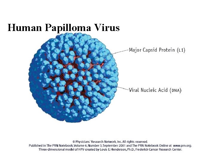 Human Papilloma Virus 