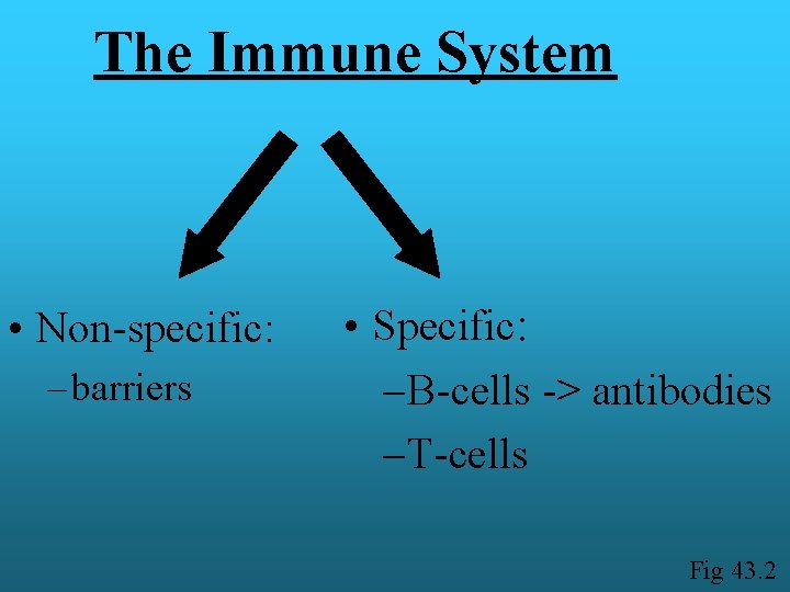 The Immune System • Non-specific: – barriers • Specific: – B-cells -> antibodies –