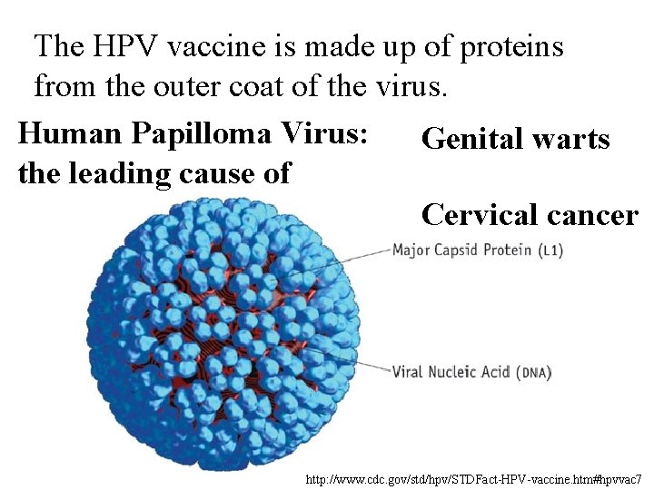 The HPV vaccine is made up of proteins from the outer coat of the