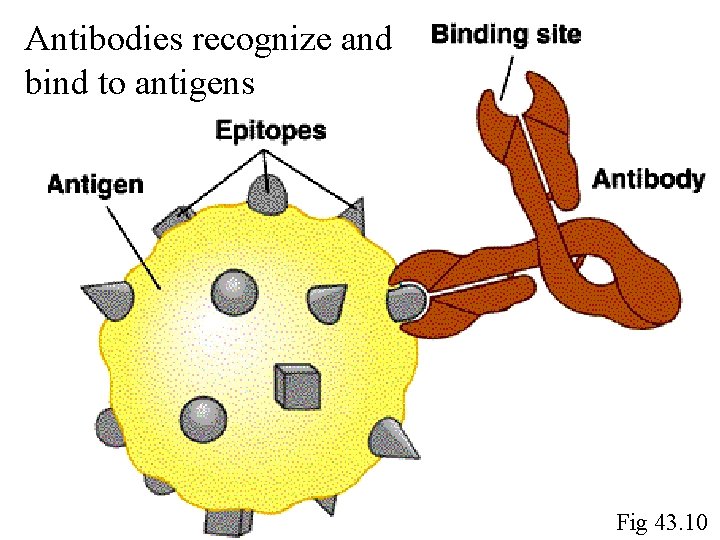 Antibodies recognize and bind to antigens Fig 43. 10 