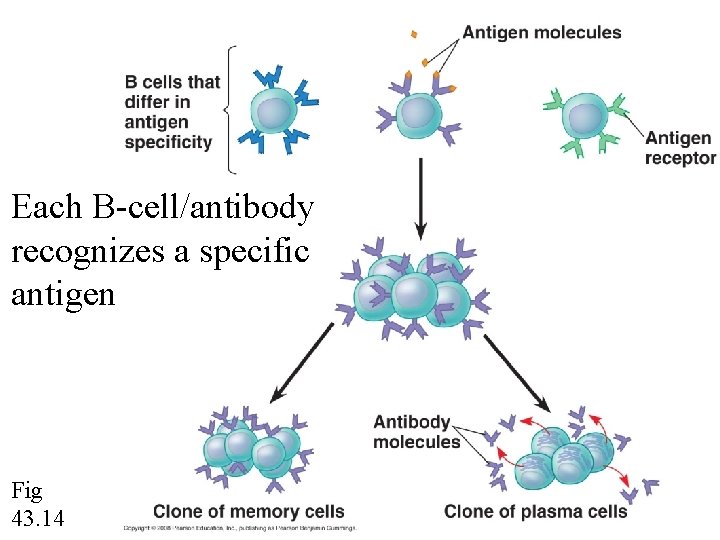 Each B-cell/antibody recognizes a specific antigen Fig 43. 14 
