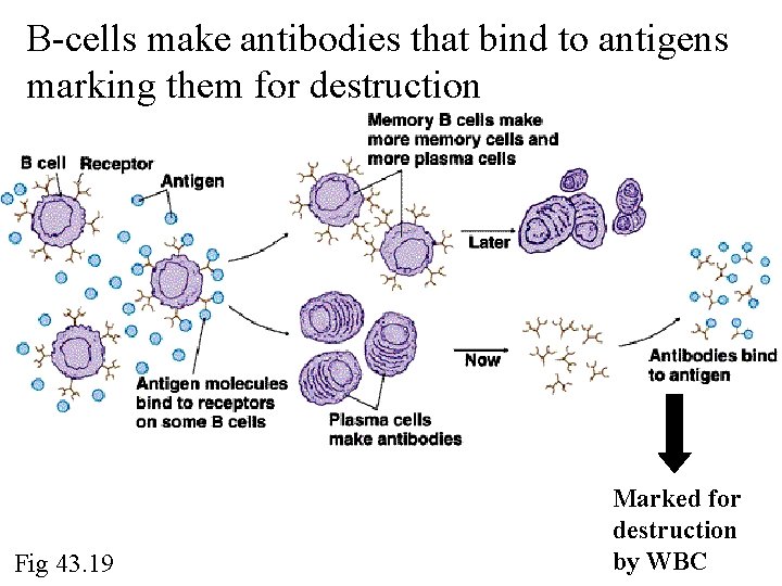 B-cells make antibodies that bind to antigens marking them for destruction Fig 43. 19