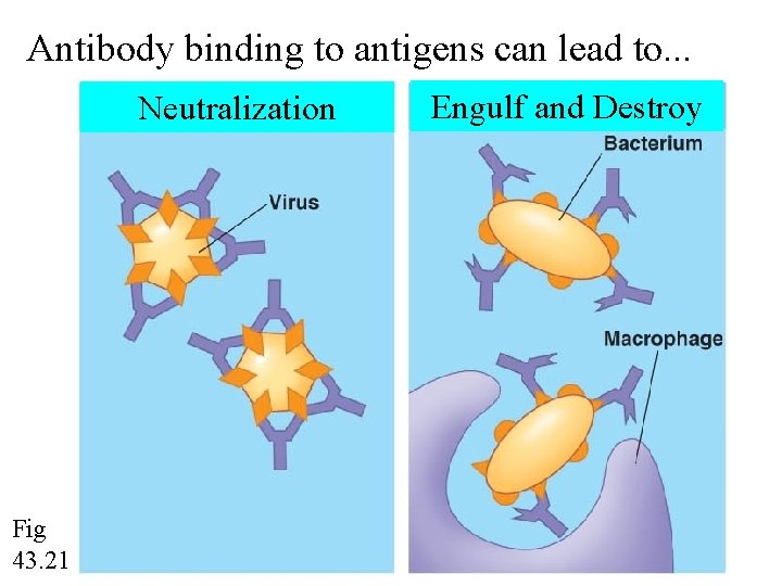 Antibody binding to antigens can lead to. . . Neutralization Fig 43. 21 Engulf