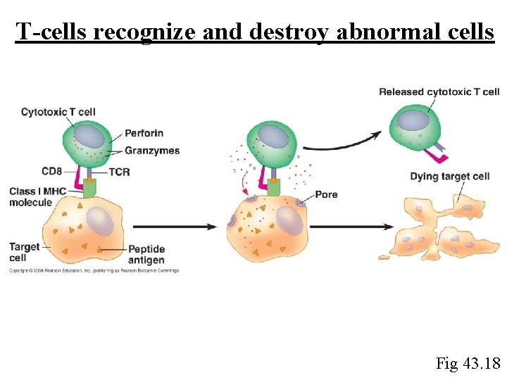 T-cells recognize and destroy abnormal cells Fig 43. 18 