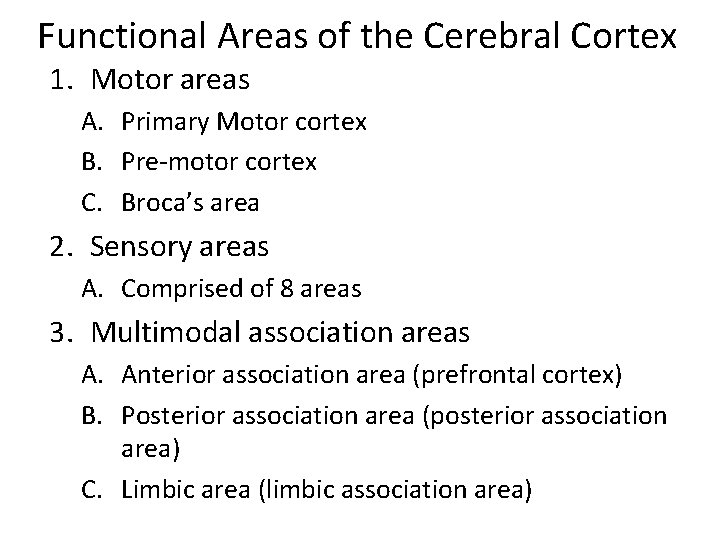 Functional Areas of the Cerebral Cortex 1. Motor areas A. Primary Motor cortex B.