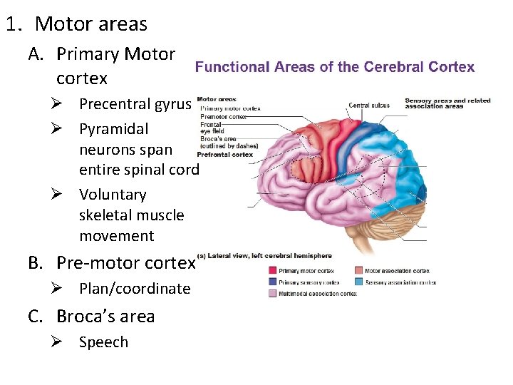 1. Motor areas A. Primary Motor cortex Ø Precentral gyrus Ø Pyramidal neurons span