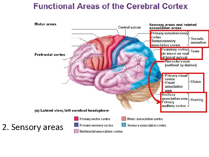 2. Sensory areas 
