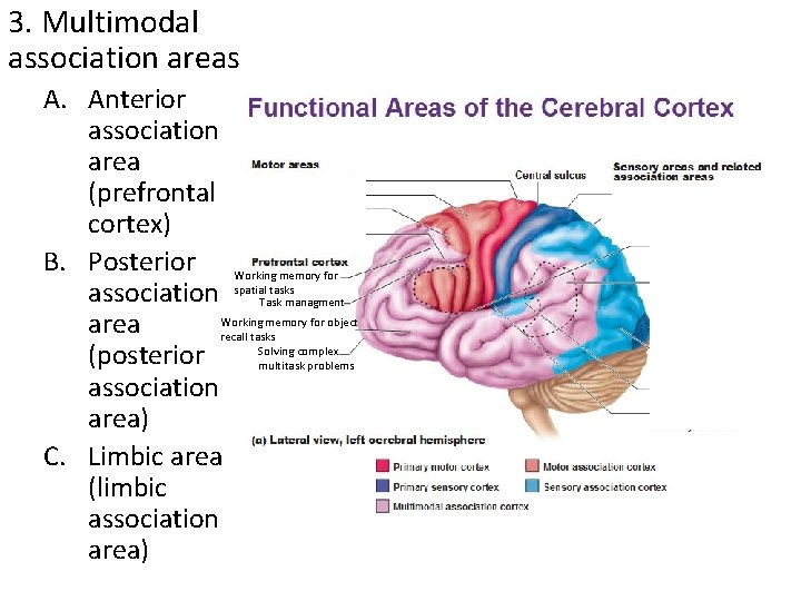 3. Multimodal association areas A. Anterior association area (prefrontal cortex) B. Posterior Working memory