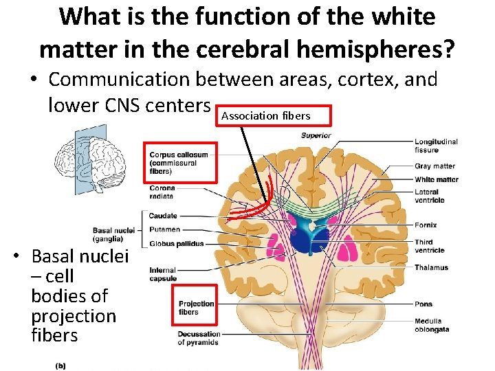 What is the function of the white matter in the cerebral hemispheres? • Communication