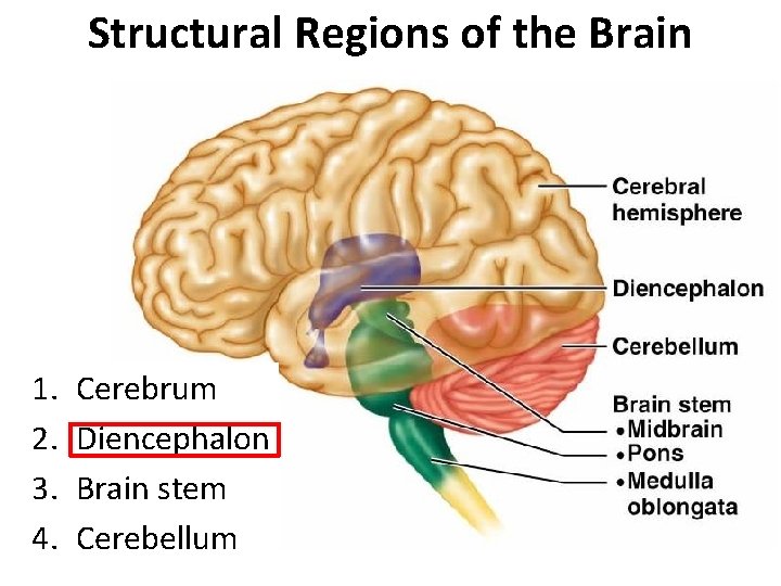 Structural Regions of the Brain 1. 2. 3. 4. Cerebrum Diencephalon Brain stem Cerebellum