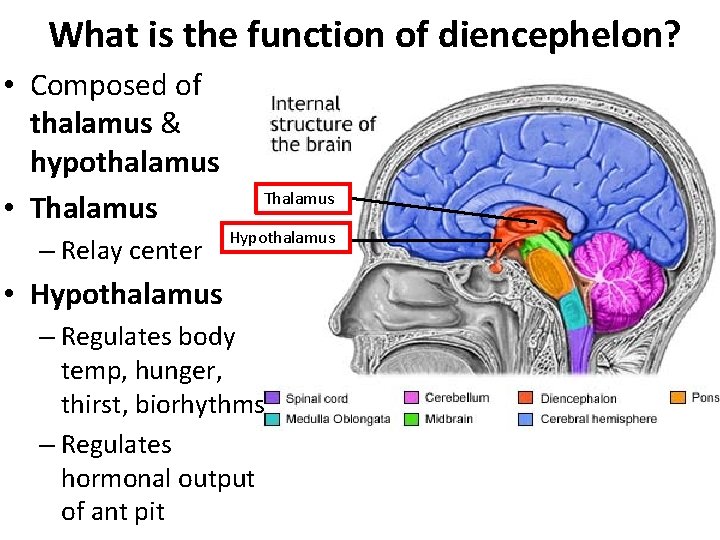 What is the function of diencephelon? • Composed of thalamus & hypothalamus • Thalamus