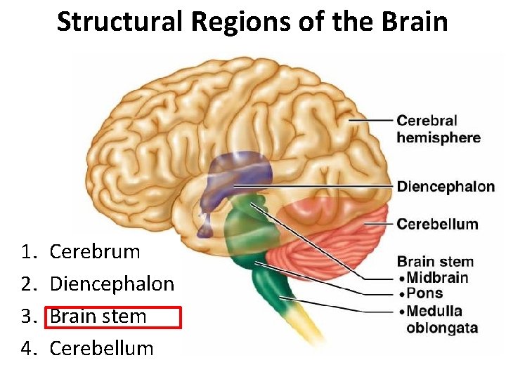 Structural Regions of the Brain 1. 2. 3. 4. Cerebrum Diencephalon Brain stem Cerebellum