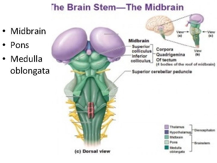  • Midbrain • Pons • Medulla oblongata 